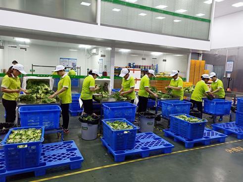 石岩蔬菜配送公司——新鲜平价一站式蔬菜批发与食品配送服务